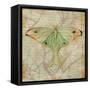 Vintage Butterflies III-Paul Brent-Framed Stretched Canvas