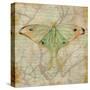 Vintage Butterflies III-Paul Brent-Stretched Canvas