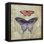 Vintage Butterflies IV-Paul Brent-Framed Stretched Canvas