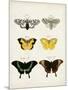 Vintage Butterflies VI-Vision Studio-Mounted Art Print