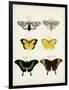 Vintage Butterflies VI-Vision Studio-Framed Art Print