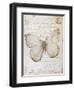 Vintage Butterfly 11-null-Framed Art Print