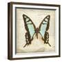 Vintage Butterfly I-Amy Melious-Framed Art Print