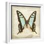 Vintage Butterfly I-Amy Melious-Framed Art Print