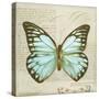 Vintage Butterfly II-Amy Melious-Stretched Canvas