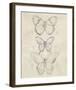 Vintage Butterfly Sketch I-June Erica Vess-Framed Giclee Print