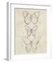 Vintage Butterfly Sketch I-June Erica Vess-Framed Giclee Print