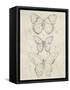 Vintage Butterfly Sketch I-June Erica Vess-Framed Stretched Canvas