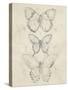 Vintage Butterfly Sketch I-June Erica Vess-Stretched Canvas