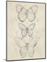 Vintage Butterfly Sketch I-June Erica Vess-Mounted Art Print