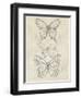 Vintage Butterfly Sketch II-June Erica Vess-Framed Art Print