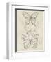Vintage Butterfly Sketch II-June Erica Vess-Framed Art Print