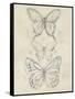 Vintage Butterfly Sketch II-June Erica Vess-Framed Stretched Canvas