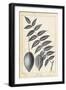 Vintage Butternut Tree-Thomas Nuttall-Framed Art Print