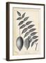 Vintage Butternut Tree-Thomas Nuttall-Framed Art Print