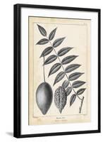 Vintage Butternut Tree-Thomas Nuttall-Framed Art Print