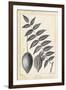 Vintage Butternut Tree-Thomas Nuttall-Framed Art Print