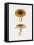 Vintage Chanterelles Edible Mushroom-Biodiversity Heritage Library-Framed Stretched Canvas