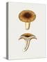 Vintage Chanterelles Edible Mushroom-Biodiversity Heritage Library-Stretched Canvas