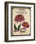 Vintage Chrysanthemum Seed Packet-null-Framed Giclee Print