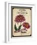 Vintage Chrysanthemum Seed Packet-null-Framed Giclee Print