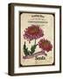 Vintage Chrysanthemum Seed Packet-null-Framed Giclee Print