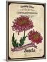 Vintage Chrysanthemum Seed Packet-null-Mounted Giclee Print