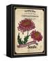 Vintage Chrysanthemum Seed Packet-null-Framed Stretched Canvas