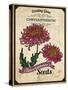 Vintage Chrysanthemum Seed Packet-null-Stretched Canvas