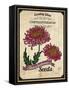 Vintage Chrysanthemum Seed Packet-null-Framed Stretched Canvas