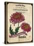 Vintage Chrysanthemum Seed Packet-null-Stretched Canvas