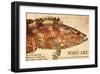 Vintage Color Fish: Porto Rico, US Fish Commission Fish Hawk, 1899-Christine Zalewski-Framed Art Print