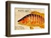 Vintage Color Fish, Porto Rico: US Fish Commission Fish Hawk 1900-Christine Zalewski-Framed Premium Giclee Print