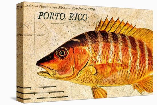 Vintage Color Fish, Porto Rico: US Fish Commission Fish Hawk 1900-Christine Zalewski-Stretched Canvas