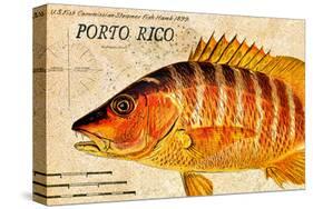 Vintage Color Fish, Porto Rico: US Fish Commission Fish Hawk 1900-Christine Zalewski-Stretched Canvas