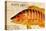 Vintage Color Fish, Porto Rico: US Fish Commission Fish Hawk 1900-Christine Zalewski-Stretched Canvas