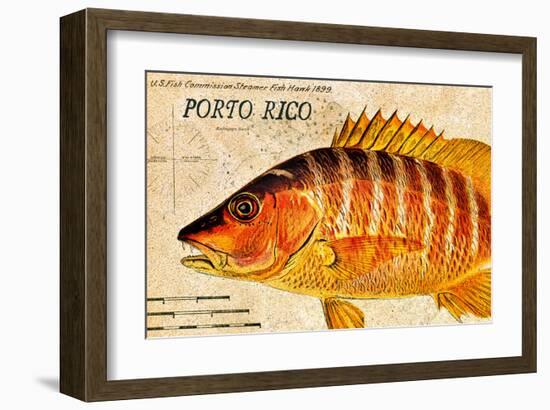 Vintage Color Fish, Porto Rico: US Fish Commission Fish Hawk 1900-Christine Zalewski-Framed Art Print