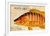 Vintage Color Fish, Porto Rico: US Fish Commission Fish Hawk 1900-Christine Zalewski-Framed Art Print