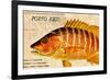 Vintage Color Fish, Porto Rico: US Fish Commission Fish Hawk 1900-Christine Zalewski-Framed Art Print