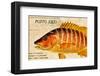 Vintage Color Fish, Porto Rico: US Fish Commission Fish Hawk 1900-Christine Zalewski-Framed Art Print