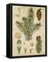 Vintage Conifers III-null-Framed Stretched Canvas