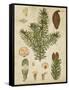 Vintage Conifers III-null-Framed Stretched Canvas