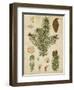 Vintage Conifers III-null-Framed Art Print