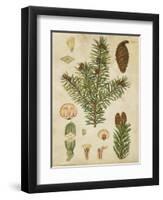 Vintage Conifers III-null-Framed Art Print