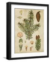 Vintage Conifers III-null-Framed Art Print