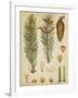 Vintage Conifers IV-null-Framed Art Print