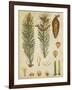 Vintage Conifers IV-null-Framed Art Print