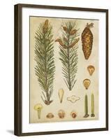 Vintage Conifers IV-null-Framed Art Print