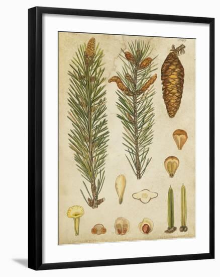 Vintage Conifers IV-null-Framed Art Print