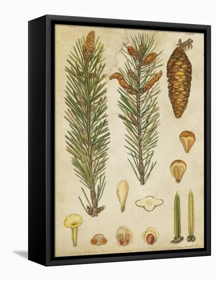 Vintage Conifers IV-null-Framed Stretched Canvas